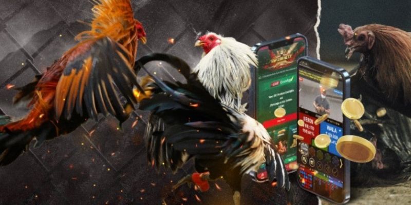Bật mí các sảnh cược đáng để tham gia