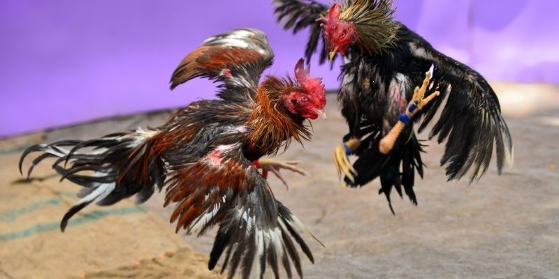 Bật mí cách chọn chiến kê bất bại