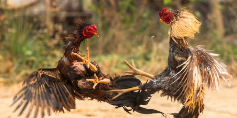 Bí kíp soi kèo đá gà tre cực chuẩn xác