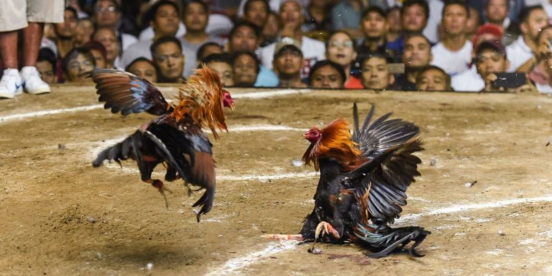 Đá gà cựa dao là hình thức rất được yêu thích tại Đánh Giá Nhà Cái 
