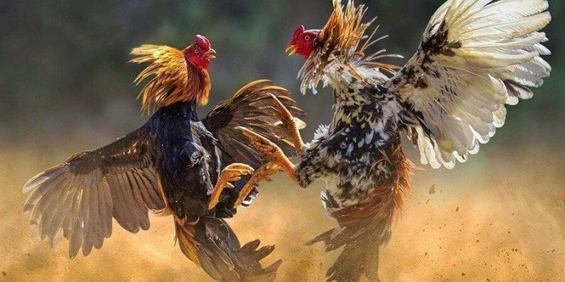 Đá gà nòi mang đậm bản sắc của Việt Nam