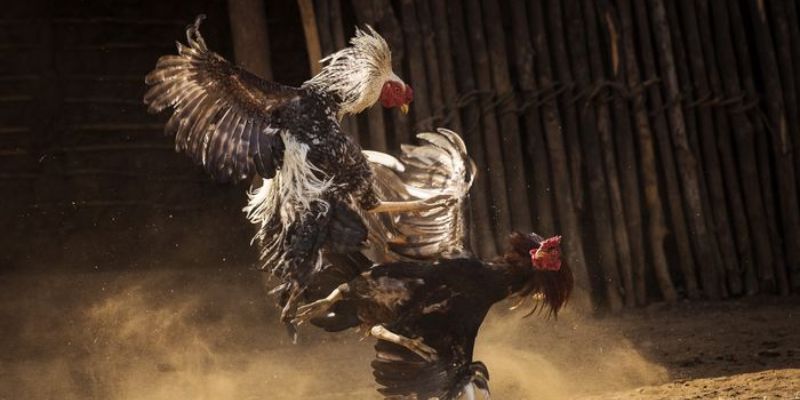 Đá gà tre là bộ môn giải trí đỉnh cao