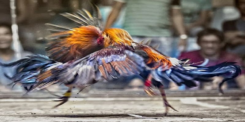 Hạn chế dồn tiền vào một cửa cược đá gà duy nhất