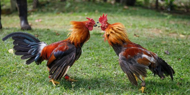 Tổng hợp các cửa cược đá gà cựa dao hiện nay